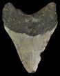 Bargain, Megalodon Tooth - North Carolina #66443-2